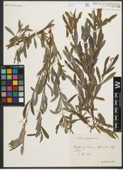 Foto von Salix purpurea L.